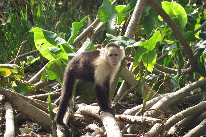 Gatun Lake & Panama Canal Wildlife Boat Tour and Sloth Sanctuary - Visiting the Sloth Sanctuary