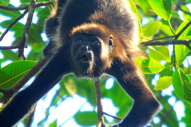 Gatun Lake Wildlife Tour From Panama City - Tour Experience