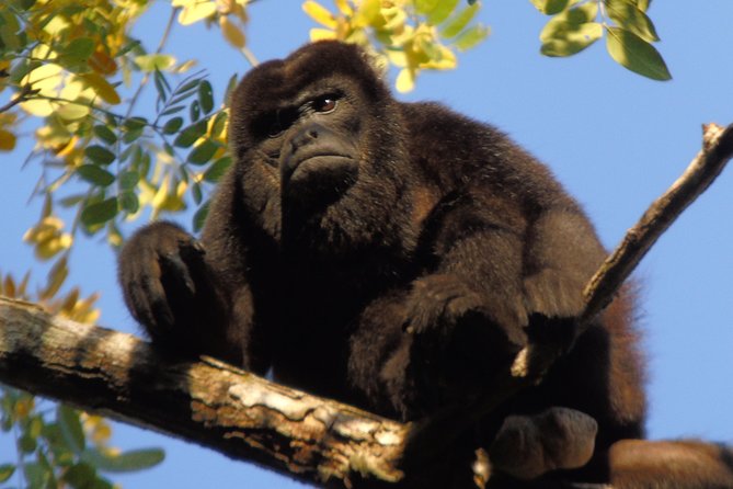 Gatun Lake Wildlife Tour From Panama City - Wildlife Sightings