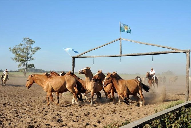 Gaucho Fiesta With Lunch - Full Day Tour - Reviews and Feedback