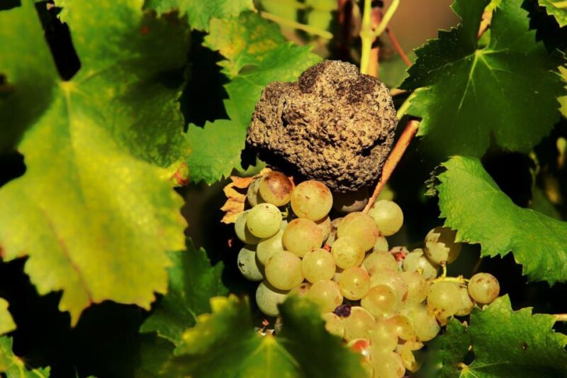 Gavi: Vineyard Tour With Truffle and Wine Tasting - Excluded From the Tour