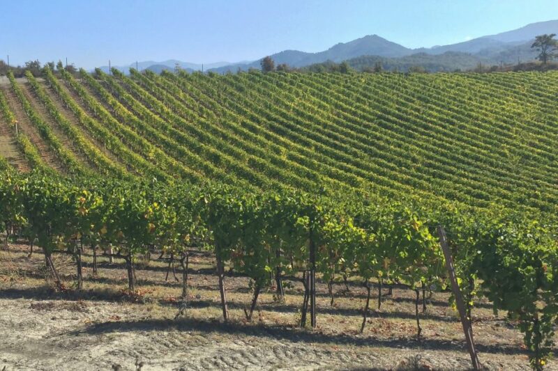 Gavi: Vineyard Tour With Truffle and Wine Tasting - Booking and Cancellation Policy