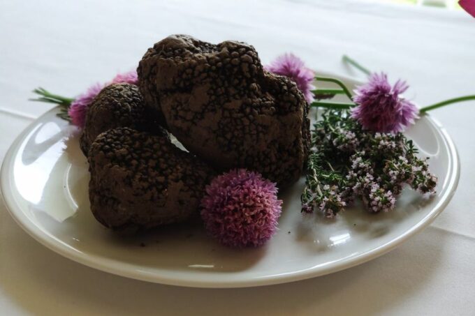 Gavi: Vineyard Tour With Truffle and Wine Tasting - Customer Feedback and Reviews