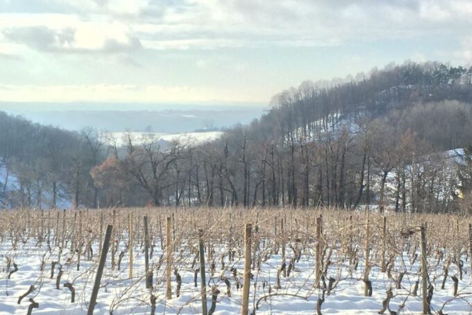 Gavi: Vineyard Tour With Truffle and Wine Tasting - Accessibility Information
