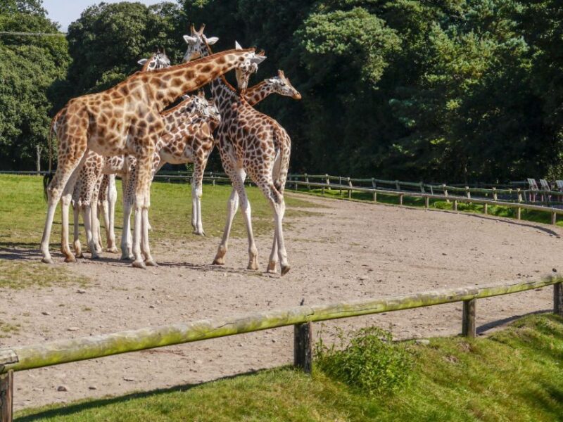Gdansk: Oliwa Zoo With Tickets and Roundtrip Transportation - Flexible Transportation
