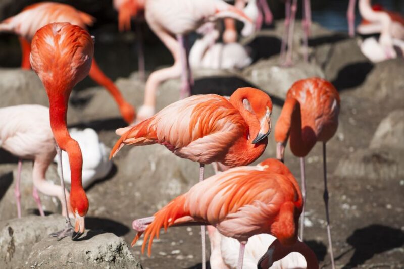 Gdansk: Oliwa Zoo With Tickets and Roundtrip Transportation - Benefits of Skip-the-Line