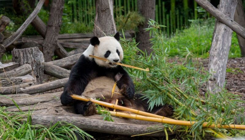 Gdansk: Oliwa Zoo With Tickets and Roundtrip Transportation - Important Details