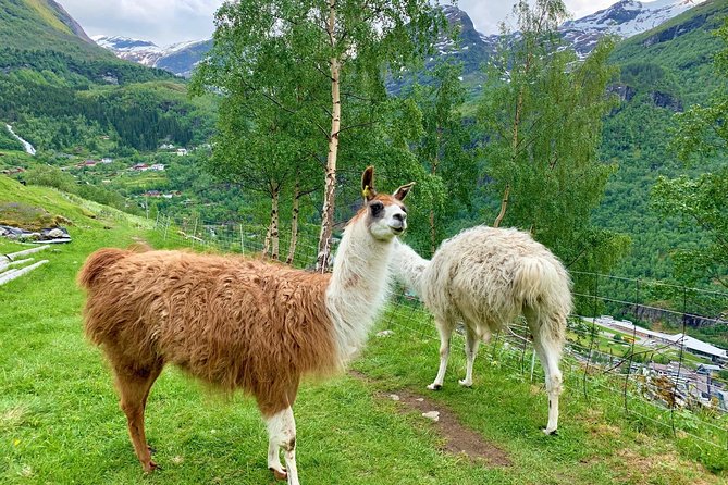 Geiranger by Royal Route, 5 Hours With Visiting a High-Mountain Farm - Exploring the High-Mountain Farm