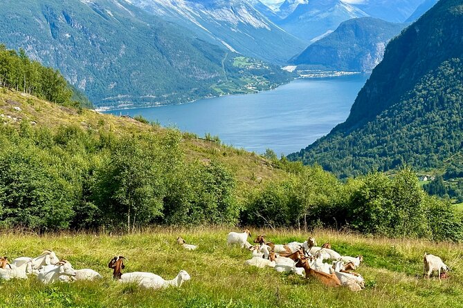 Geiranger by Royal Route, 5 Hours With Visiting a High-Mountain Farm - Exceptional Guest Experiences and Ratings