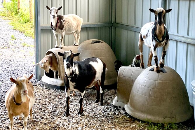 Gem Mining and Goat Farm Walking Tour in Hendersonville - Exploring the Property
