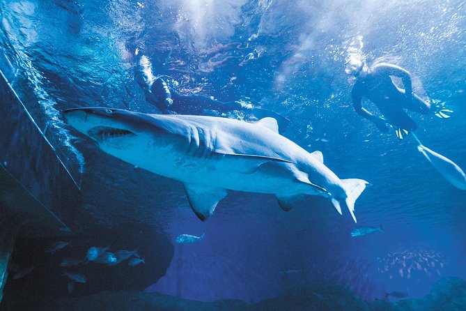 General Admission Entry at AQWA - Explore the Underwater Tunnel