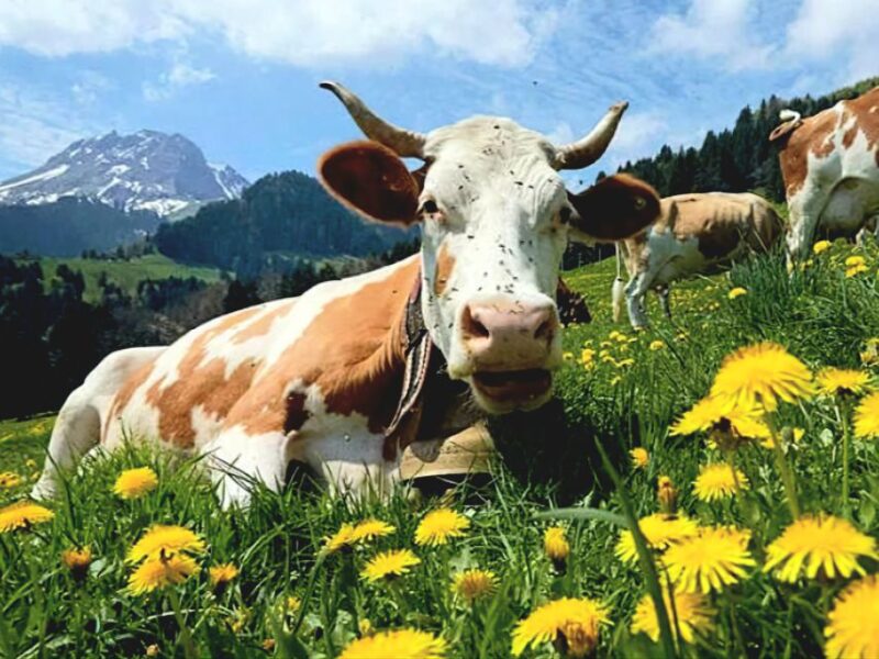 Geneva: Countryside Day Trip With Chocolate & Cheese Tasting - Highlights