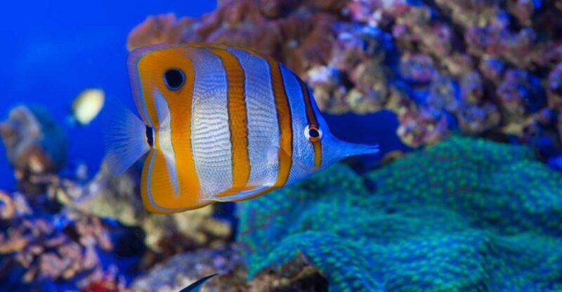 Genoa: Aquarium & Christopher Columbus House Entry Tickets - Key Points