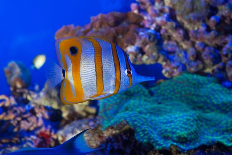 Genoa: Aquarium & Christopher Columbus House Entry Tickets - Visitor Experience Highlights