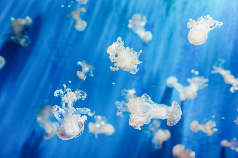 Genoa: Aquarium of Genoa Entry Ticket - Ticket Pricing and Booking Information