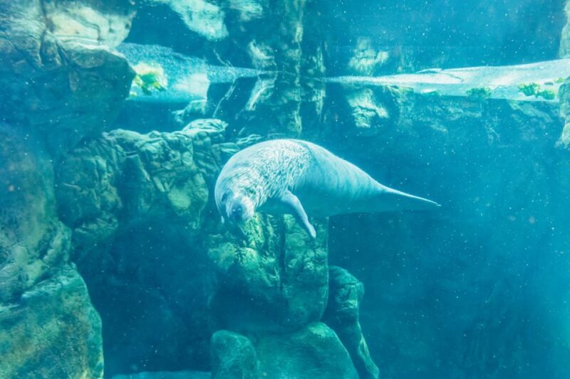 Genoa: Aquarium of Genoa Entry Ticket - Accessibility Options