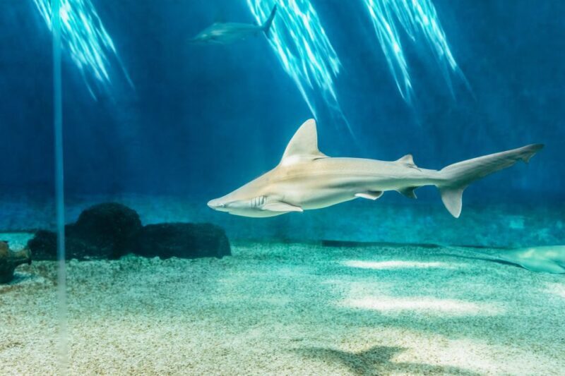Genoa: Aquarium of Genoa Entry Ticket - Conservation and Educational Programs