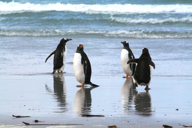 Gentoo Penguins at Berthas Beach Guided Tour From Stanley - Key Points