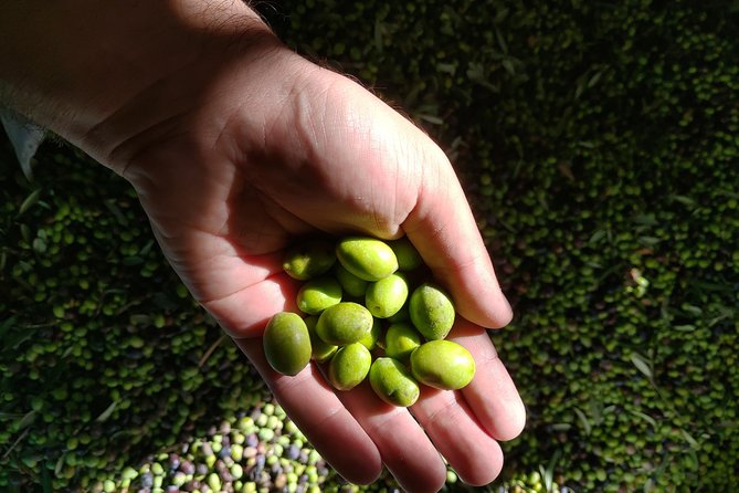 Genuine Home Cooking Class + Olive Oil Tasting - Sample Menu