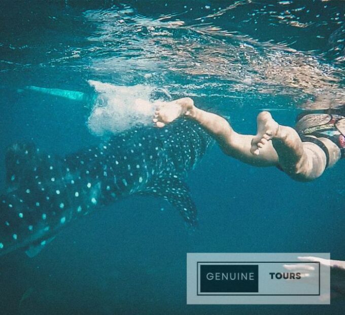 Genuine Tours - OSLOB Snorkeling - Responsible Whale Shark Interaction