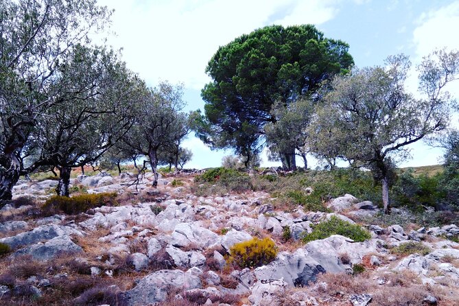 Geological Marvels Unveiled: SUV Tour of the Serras De Aire E Candeeiros - Customized Itinerary, Tailored to Your Needs