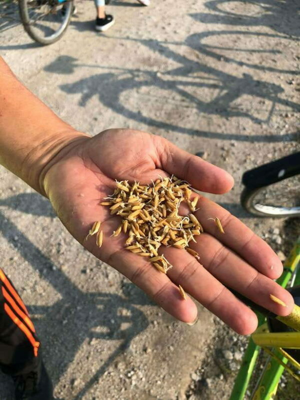 George Town: Balik Pulau Countryside Morning Cycling Tour - A Closer Look at the Experience