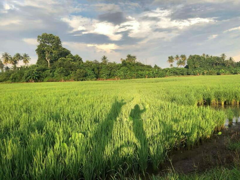 George Town: Balik Pulau Countryside Morning Cycling Tour - Considerations and Practicalities