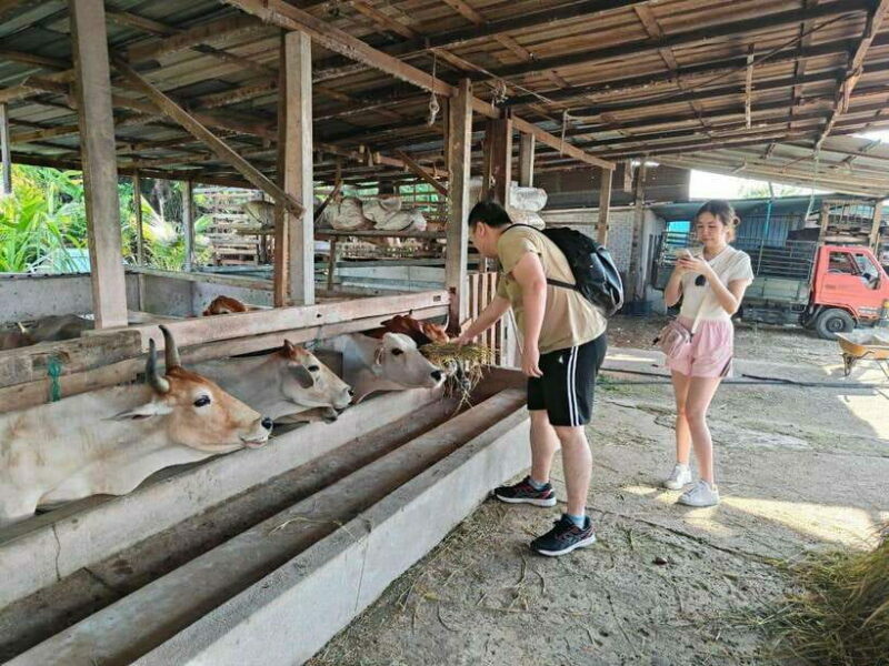 George Town: Balik Pulau Countryside Morning Cycling Tour - Authentic Experiences and Real Traveler Insights