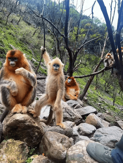 Get Close to the Agility of the Golden Snub-Nosed Monkey - Key Points