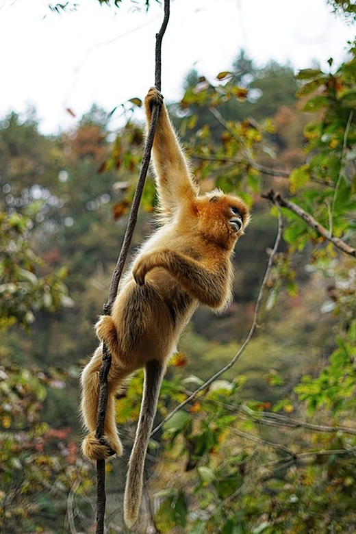 Get Close to the Agility of the Golden Snub-Nosed Monkey - Itinerary Highlights
