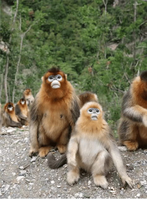Get Close to the Agility of the Golden Snub-Nosed Monkey - Observing Endangered Monkeys
