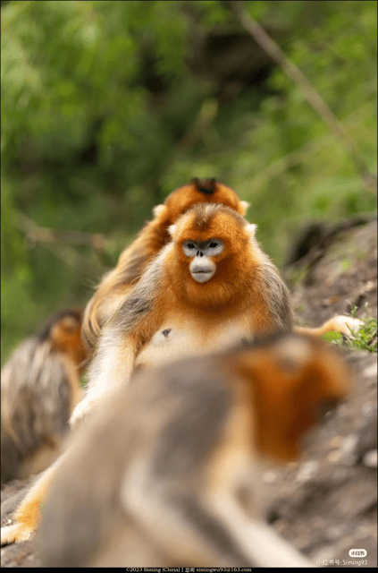 Get Close to the Agility of the Golden Snub-Nosed Monkey - Engaging With Local Villagers