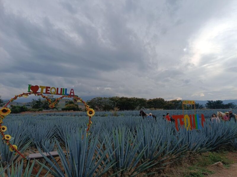 Get on Chile: Know Everything About Tequila in La Rienda - Tequila Production Process