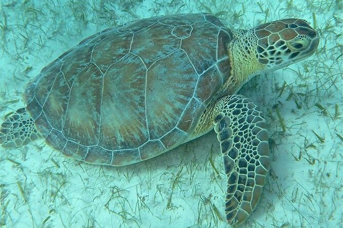 Get SCUBA Certified at San Juan - Supervision and Training