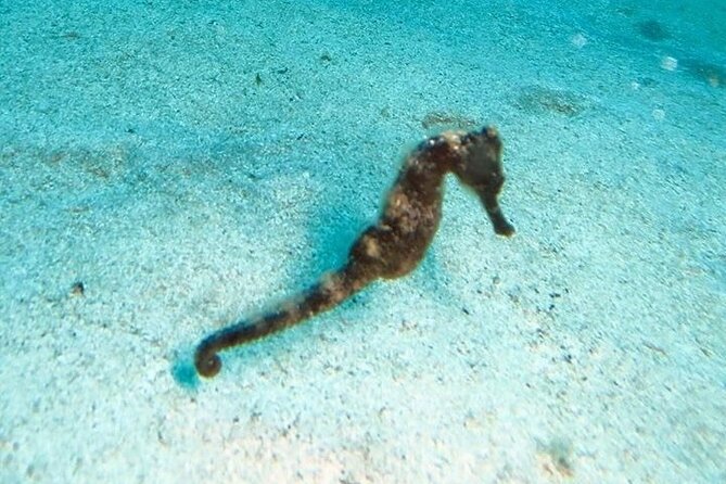 Get SCUBA Certified at San Juan - Physical Fitness Requirements