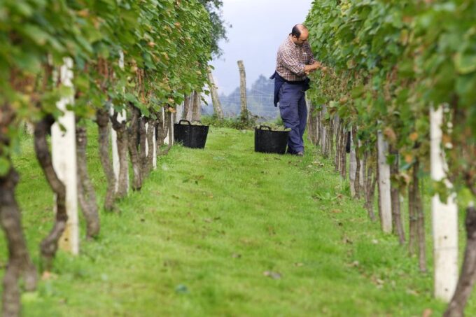 Getaria Txakoli Wine Tour From San Sebastian - Pricing and Booking Details