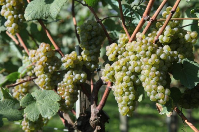 Getaria Txakoli Wine Tour From San Sebastian - Exclusions and Additional Costs