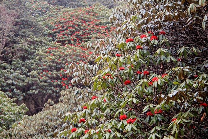 Ghorepani Poon Hill Trek - Pickup and Start Time