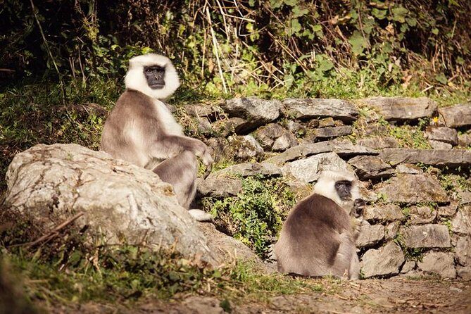 Ghorepani Poonhill Trek 5 Days from Pokhara - Frequently Asked Questions