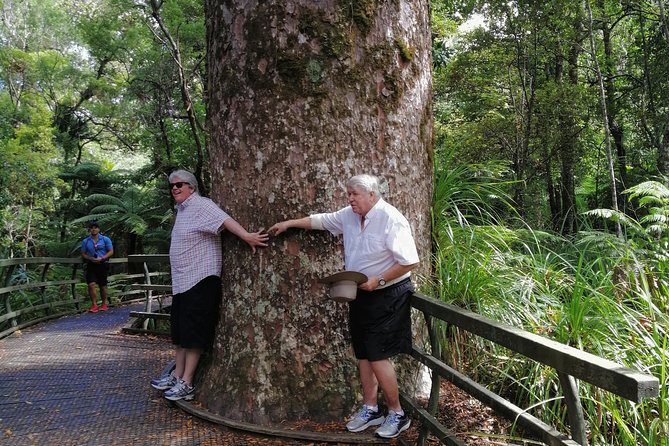 Giant Kauries and Glowwormss Cave - the Bay of Islands Tour Private Tour - Exploring the Native Forest