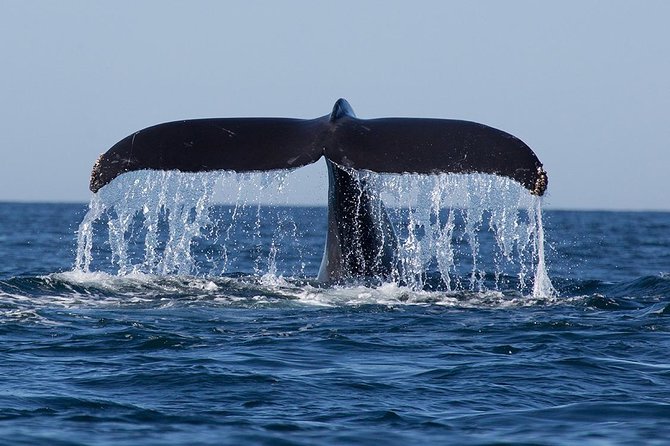 Giant Loop Cruise Mirissa - Itinerary and Experience