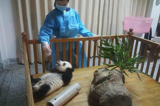 Giant Panda and Buddha 1 Day Tour - Inclusions and Logistics