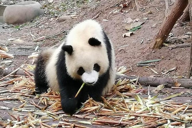 Giant Panda and Buddha 1 Day Tour - Highlights From Reviews