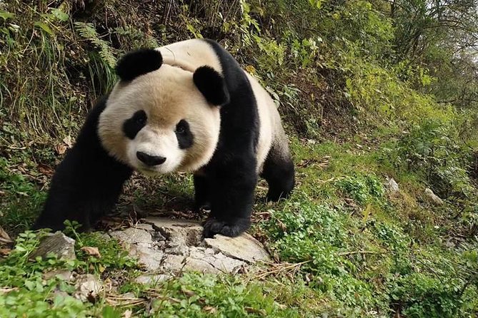 Giant Panda and Buddha 1 Day Tour - Panda Center Visit