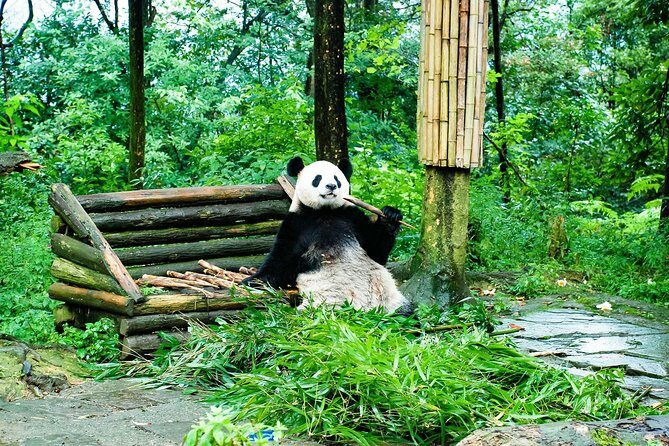 Giant Panda and Leshan Buddha Day Trip from Chengdu - Authenticity and traveler insights
