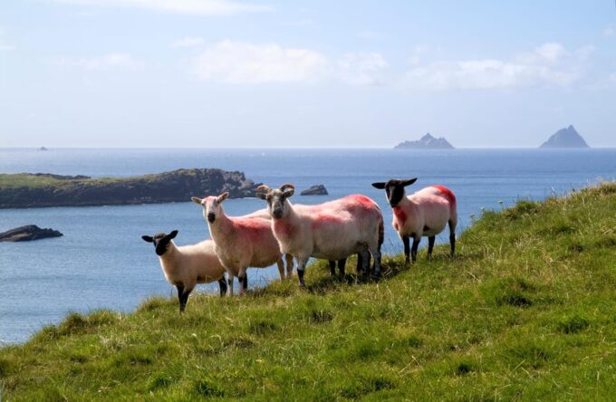 Giants Causeway Private Luxury Tour - Duration and Language