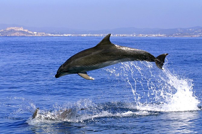 Gibraltar and Dolphins Cruise Day Trip From Costa Del Sol - About Your Stay