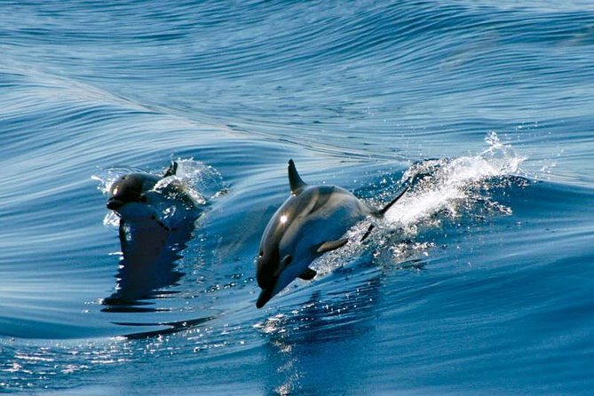 Gibraltar Dolphin Adventure - Good To Know