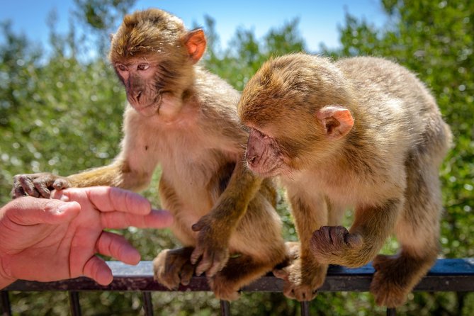 Gibraltar Inside Out Panoramic Tour 1hrs Plus - Accessibility and Additional Information