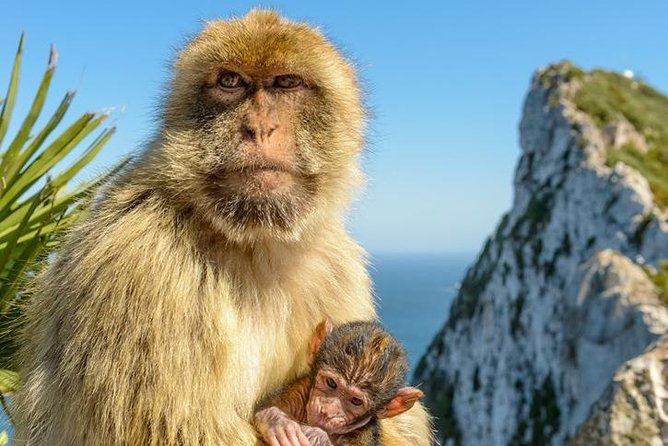 Gibraltar Inside Out Standard Tour 1.45hrs - Admission and Scheduling